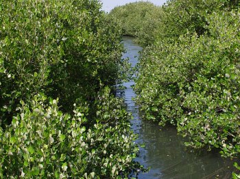 black mangrove