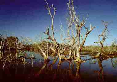 mangrove destruction