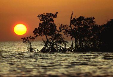 mangrove sunset