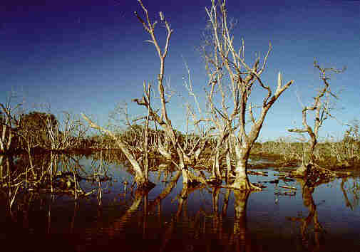 Contoh Ekosistem Hutan Mangrove - Contoh Wa